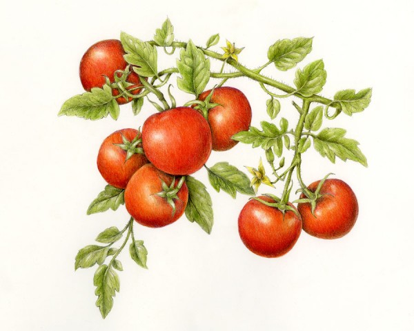 Photo of tomato