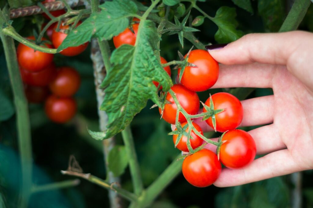 tomato plant